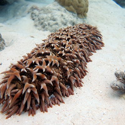 The prickly redfish, an endangered sea cucumber fished on the Great Barrier Reef, and globally.
